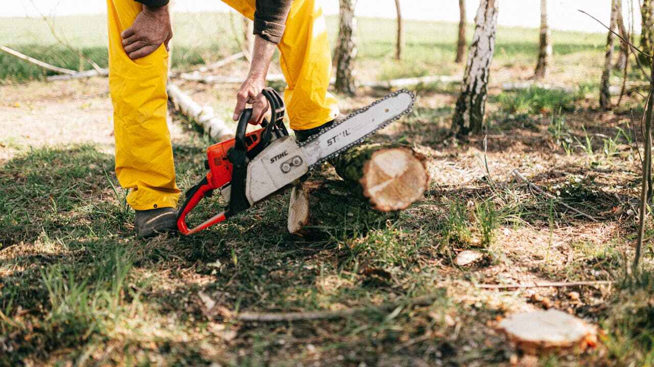 Professional Tree Service in New Carlisle, IN